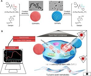 Peptide nanoparticles marked for in vitro visualization