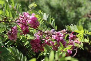 Botanical Garden to undergo significant renovation to boost research productivity