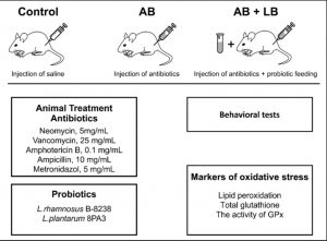 Probiotics prove effective in treating antibiotics-induced dysbiosis in mice