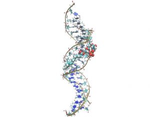 Phosphatidylglycerol-DNA complex shown as a stable structure