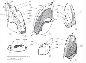 New genus of extinct elephant fish discovered in Moscow