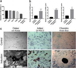 Membrane vesicles studied as carcinoma treatment