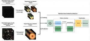 Deep learning algorithms assist in identifying microplastics in human body