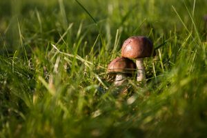 Kazan University partakes in publishing the first ever comprehensive checklist of Russia’s pileate fungi