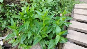 Endangered shady figwort cloned by KFU botanists