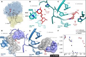 International research finds new vulnerabilities in Candida albicans