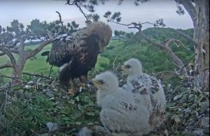 Couple of monitored Eastern imperial eagles rearing chicklets