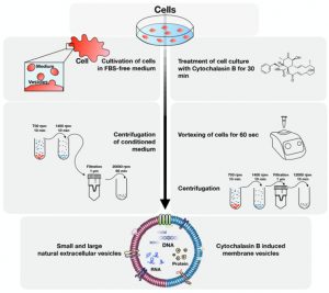 <strong>Gene and Cell Technologies Lab continues studies of mesenchymal stem cells and extracellular vesicles</strong>