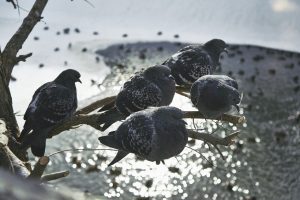 Ornithologist assures bread is completely fine for birds