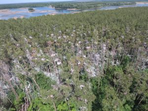 Scientists find pine forest endangered by grey heron