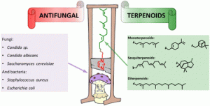 Researchers continue seeking antifungal treatments