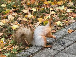 Squirrels grow fonder of inner city, says zoologist