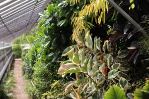KFU’s Botanical Garden to become protected federal natural reserve