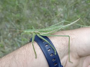 Scientists study flora and fauna of remote areas of Tatarstan