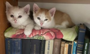 Scientists nurture stray kittens to sound health and give them up for adoption