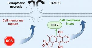 Scientists study protective mechanisms of cells from oxidative stress