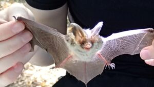 Plecotus auritus bat seen in Tatarstan after 26 years of absence